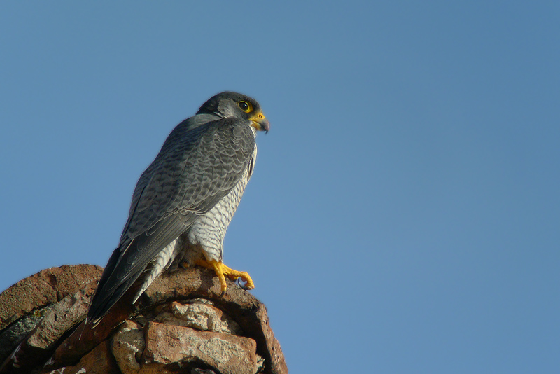 Falco Pellegrino di citt in Digiscoping